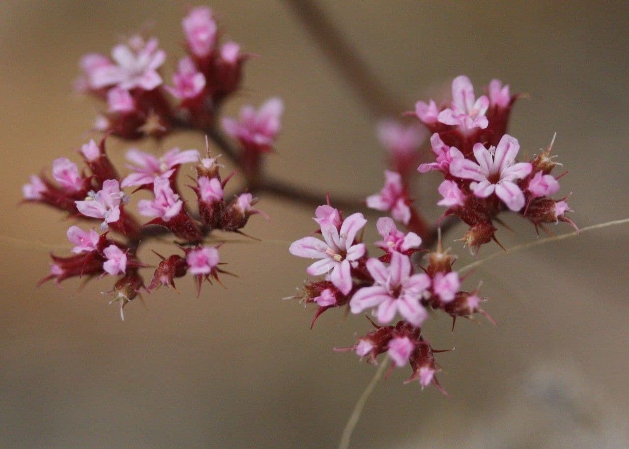 Chorizanthe staticoides
