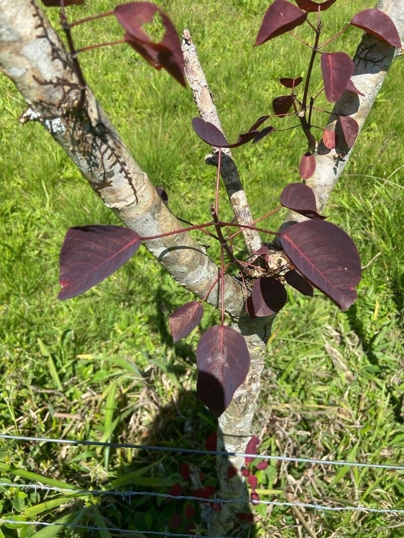 Euphorbe cotinifolia 22