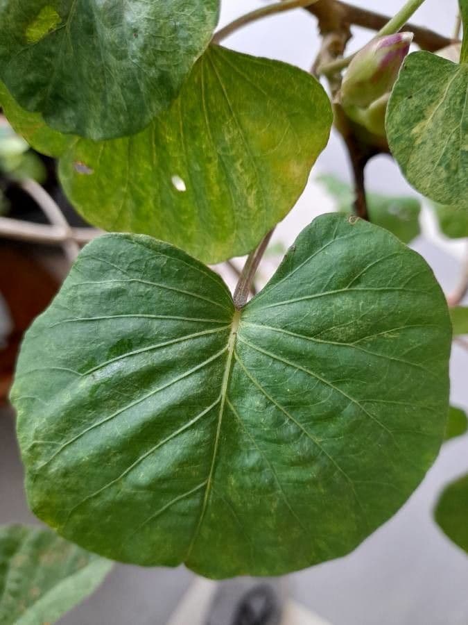 Stictocardia 13