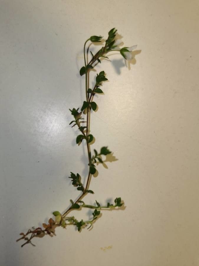Arenaria biflora 11