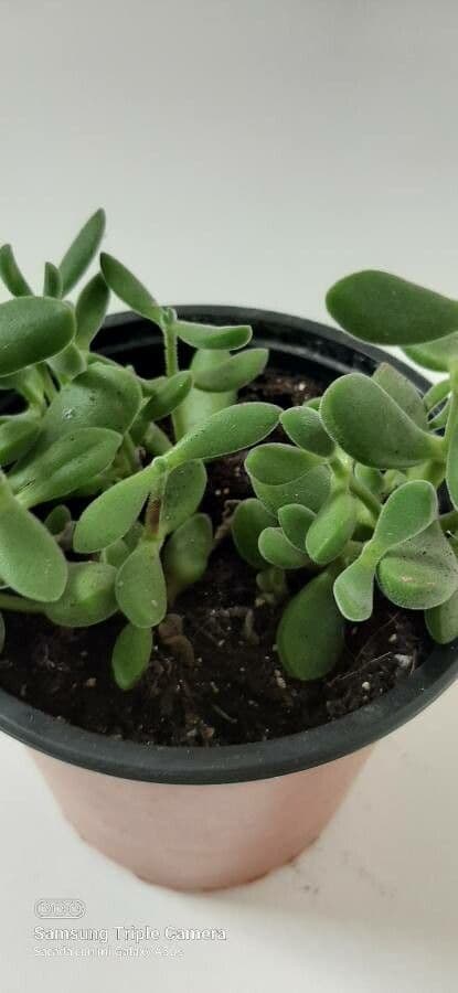 Crassula 15