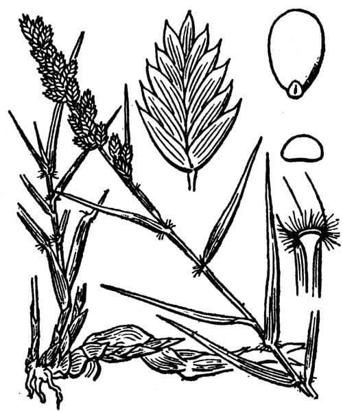 Aeluropus 24