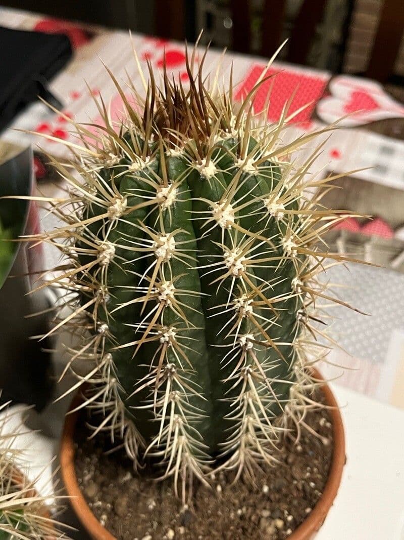 Coleocephalocereus 5