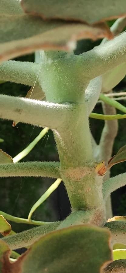 Donkey's ear 19