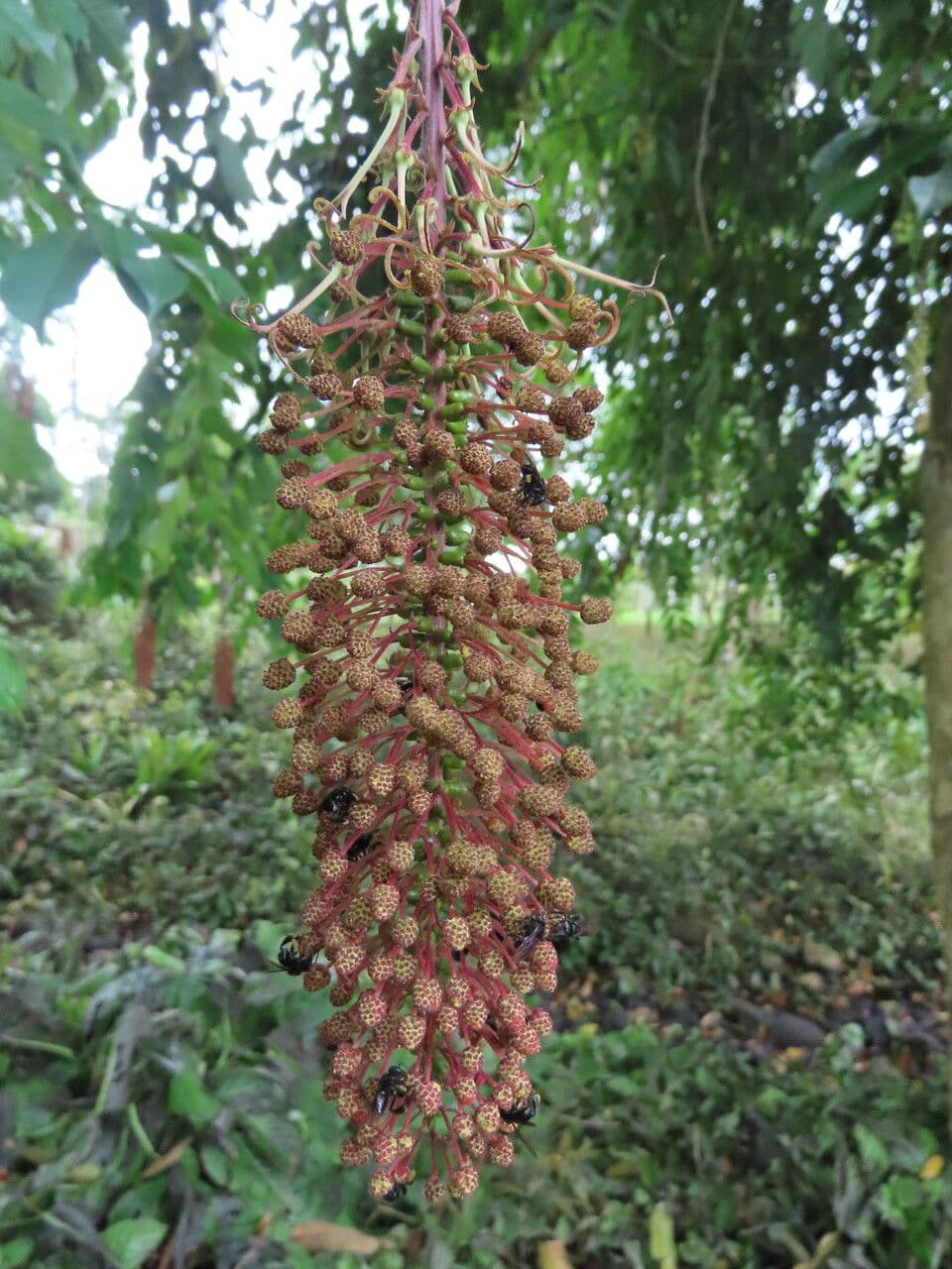 Mabea occidentale 7
