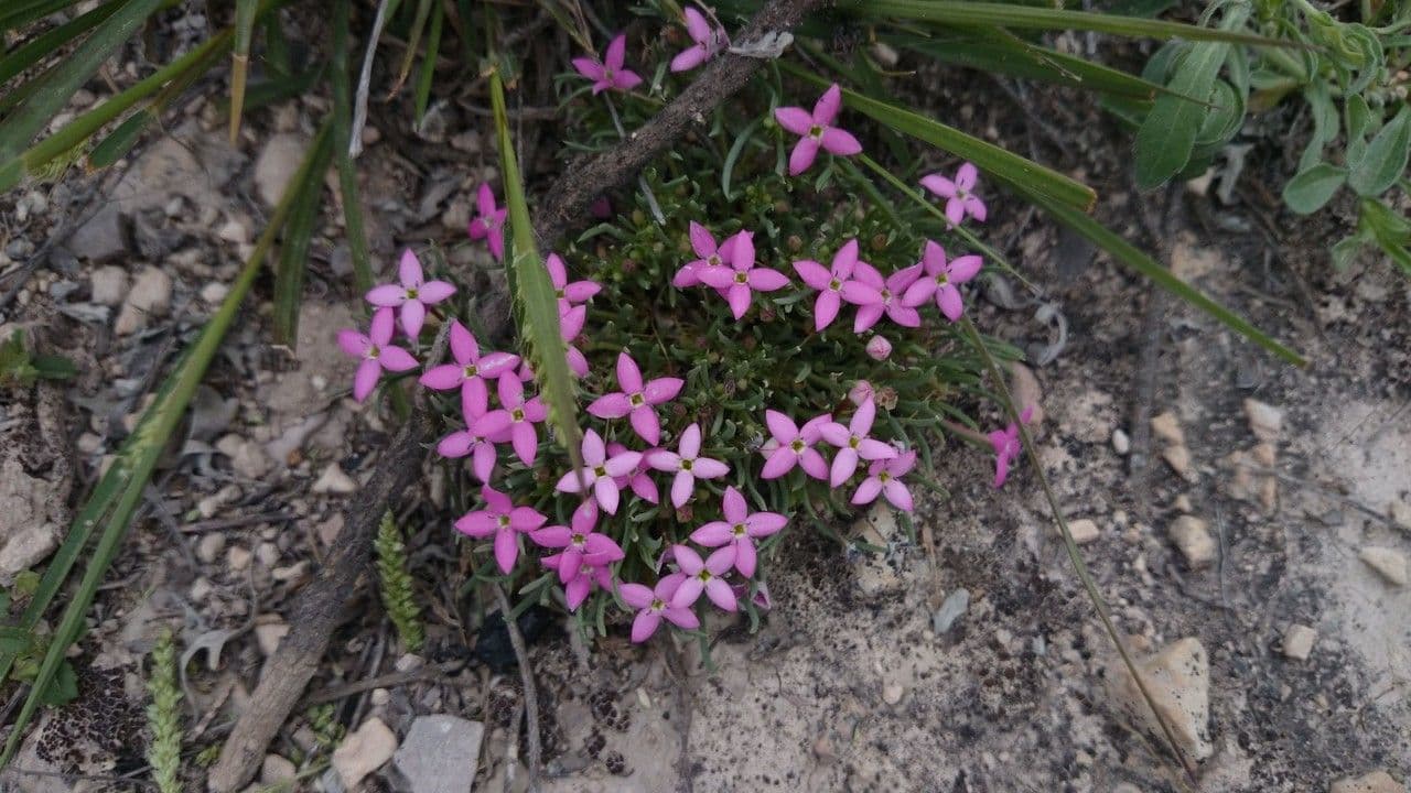 Houstonia rossa 9