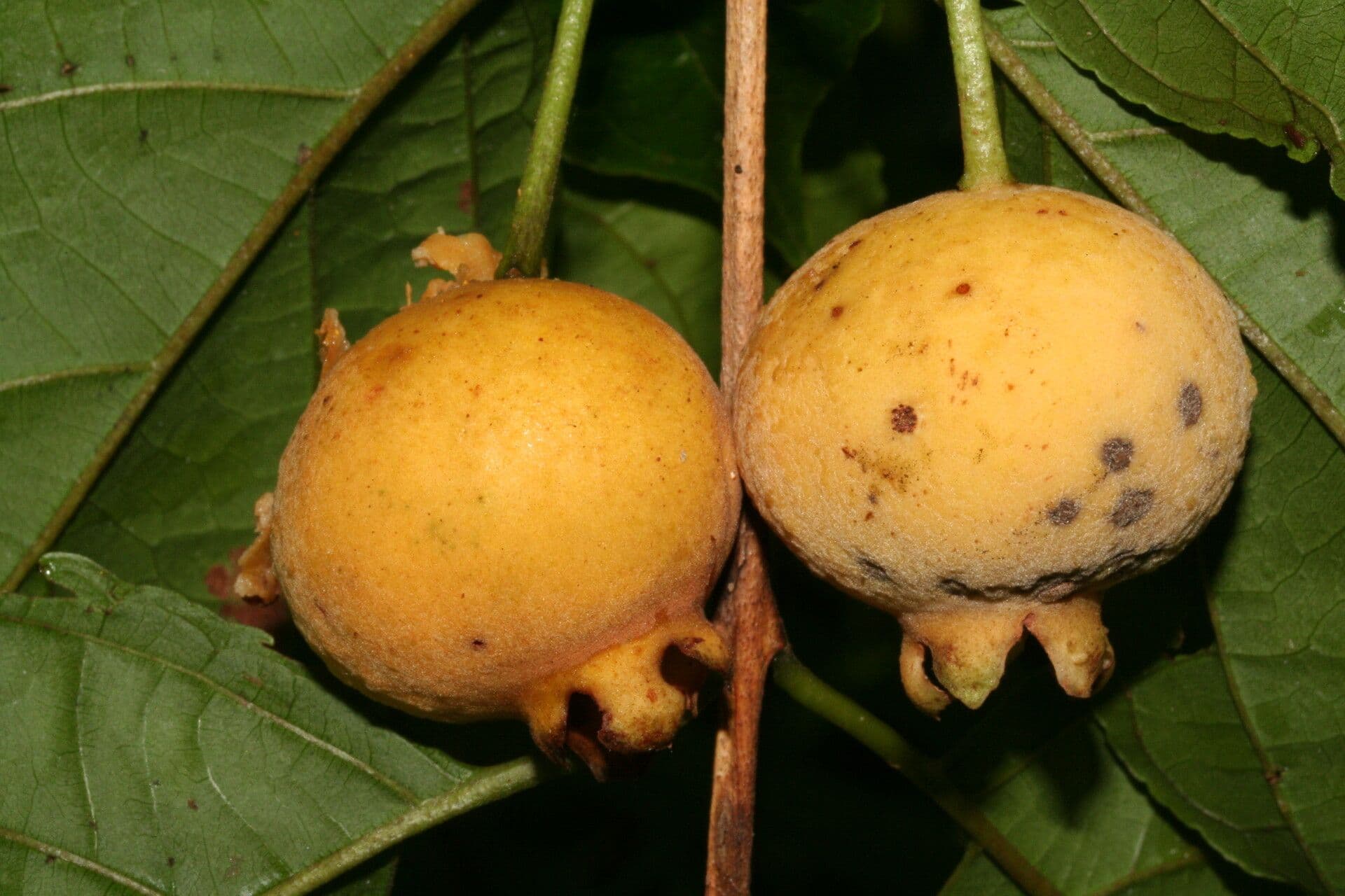 Campomanesia