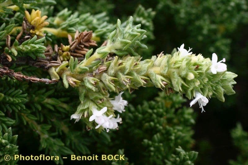 Thymus carnosus 16