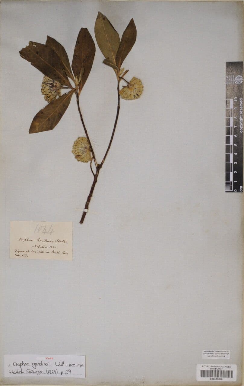 Edgeworthia 6