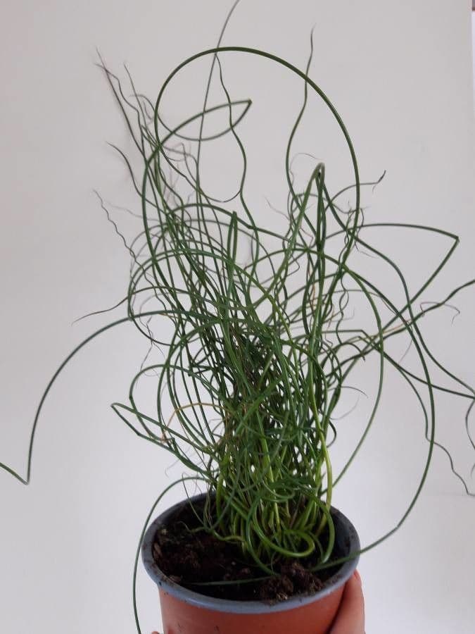 Equiseto scirpoides 9
