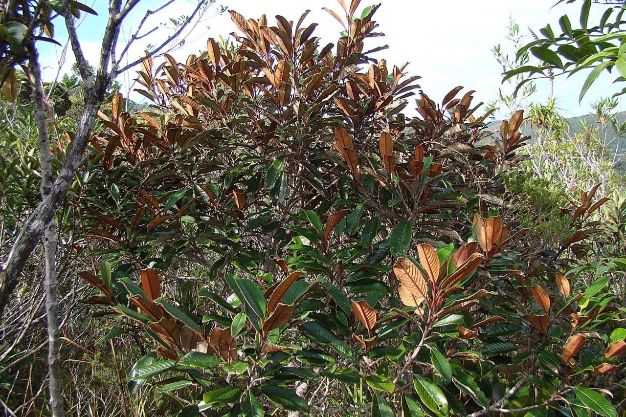 Alphitonia 13