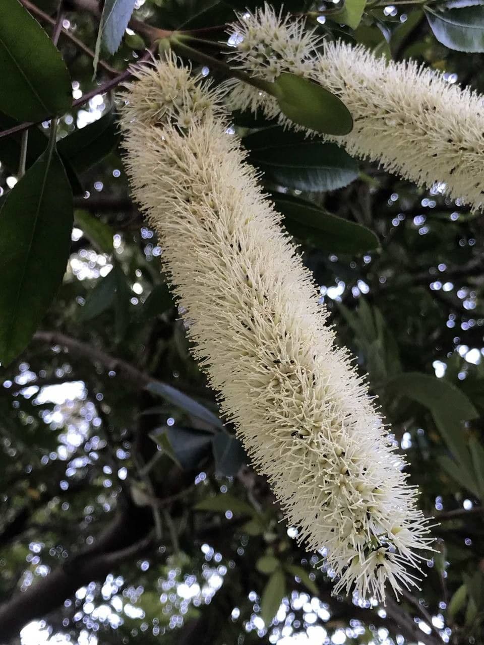 Butterlöffelbaum