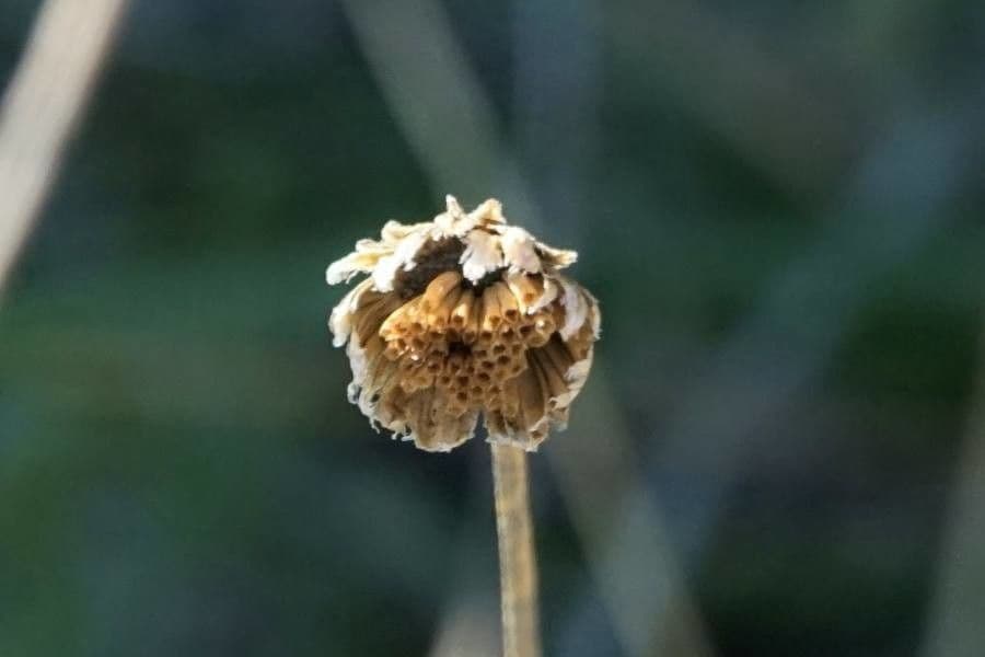 Achillea clavennae