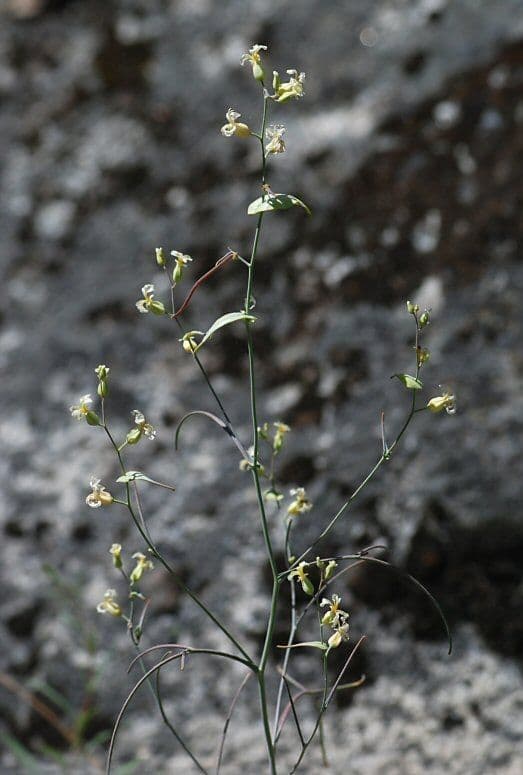 Streptanthus 2