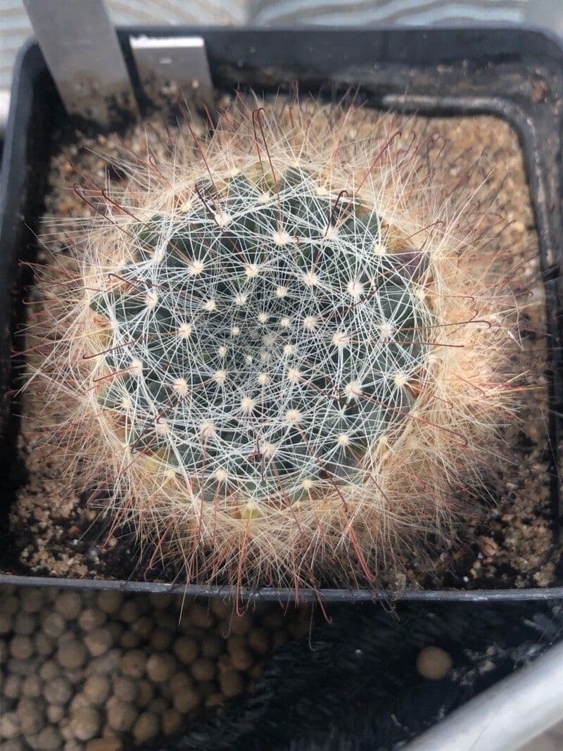 Mammillaria