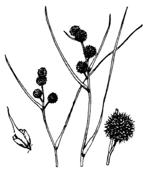 Schmalblättriger Igelkolben 24