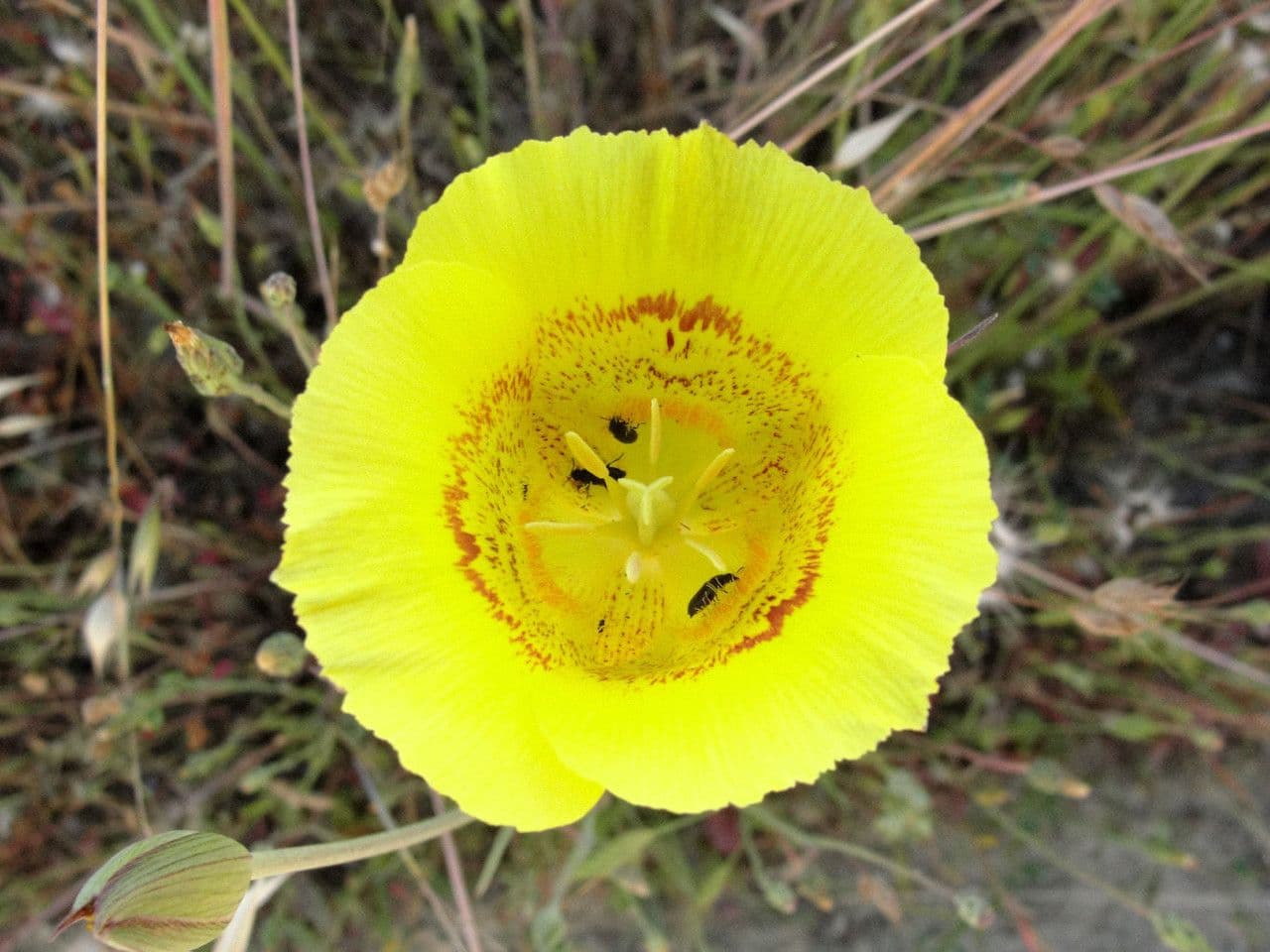 Calochortus luteus 6
