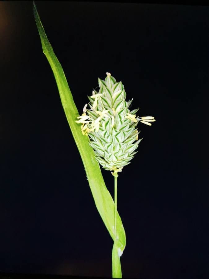 Scagliola 19