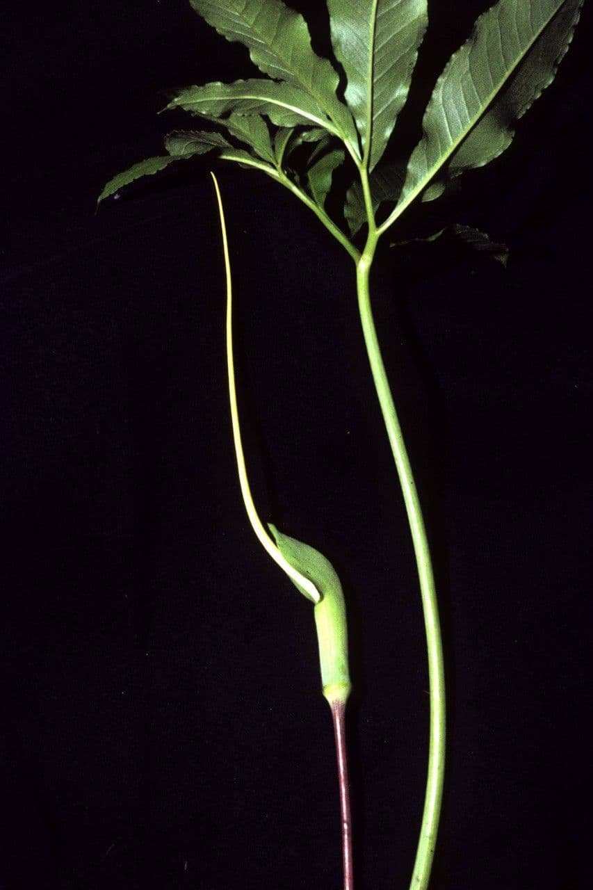 Grüner Aronstab 10
