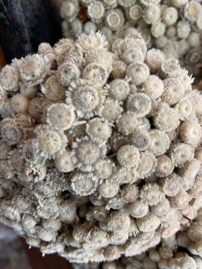 Paepalanthus 5