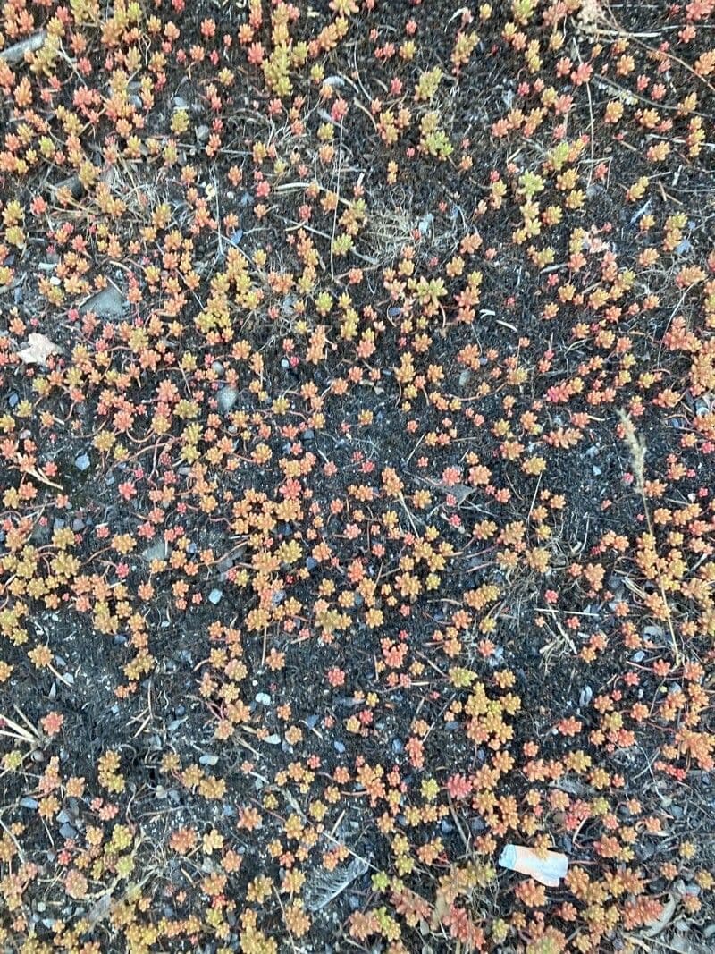 Eriogonum caespitosum 11
