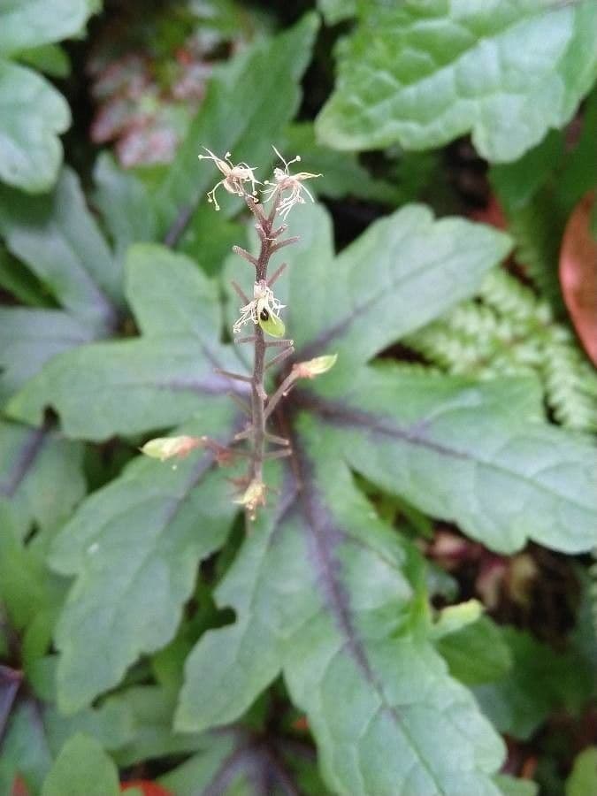 Schaumblüte