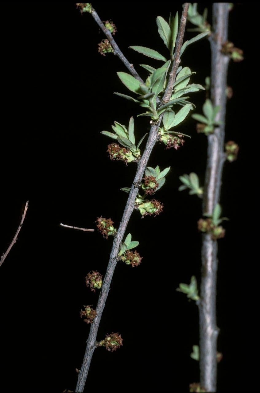 Myoschilos 5