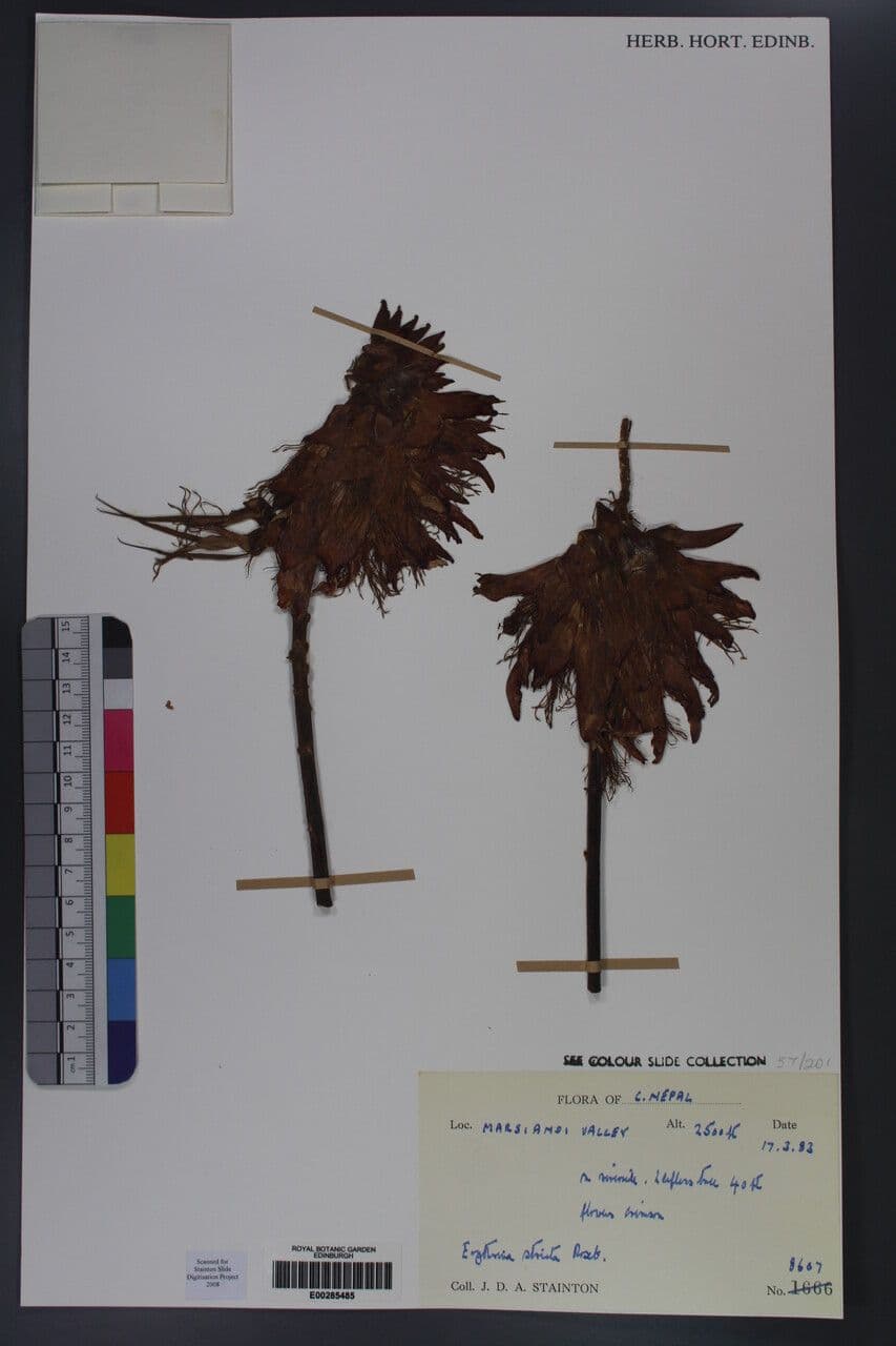 Korallenbaum 11