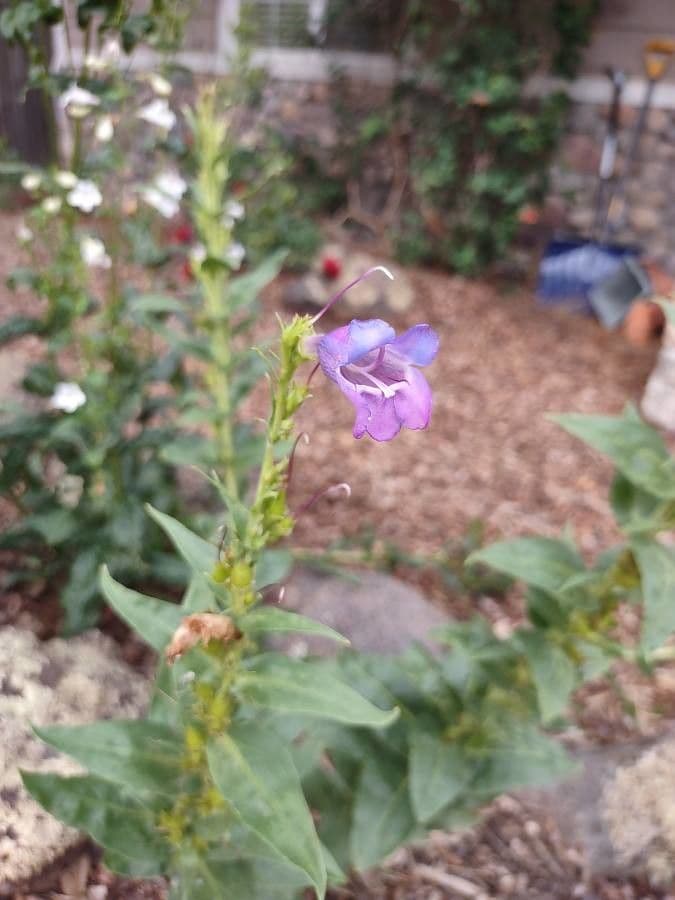 Penstemon 5