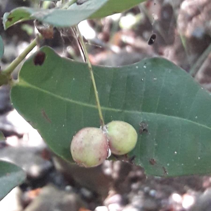 Syzygium 4