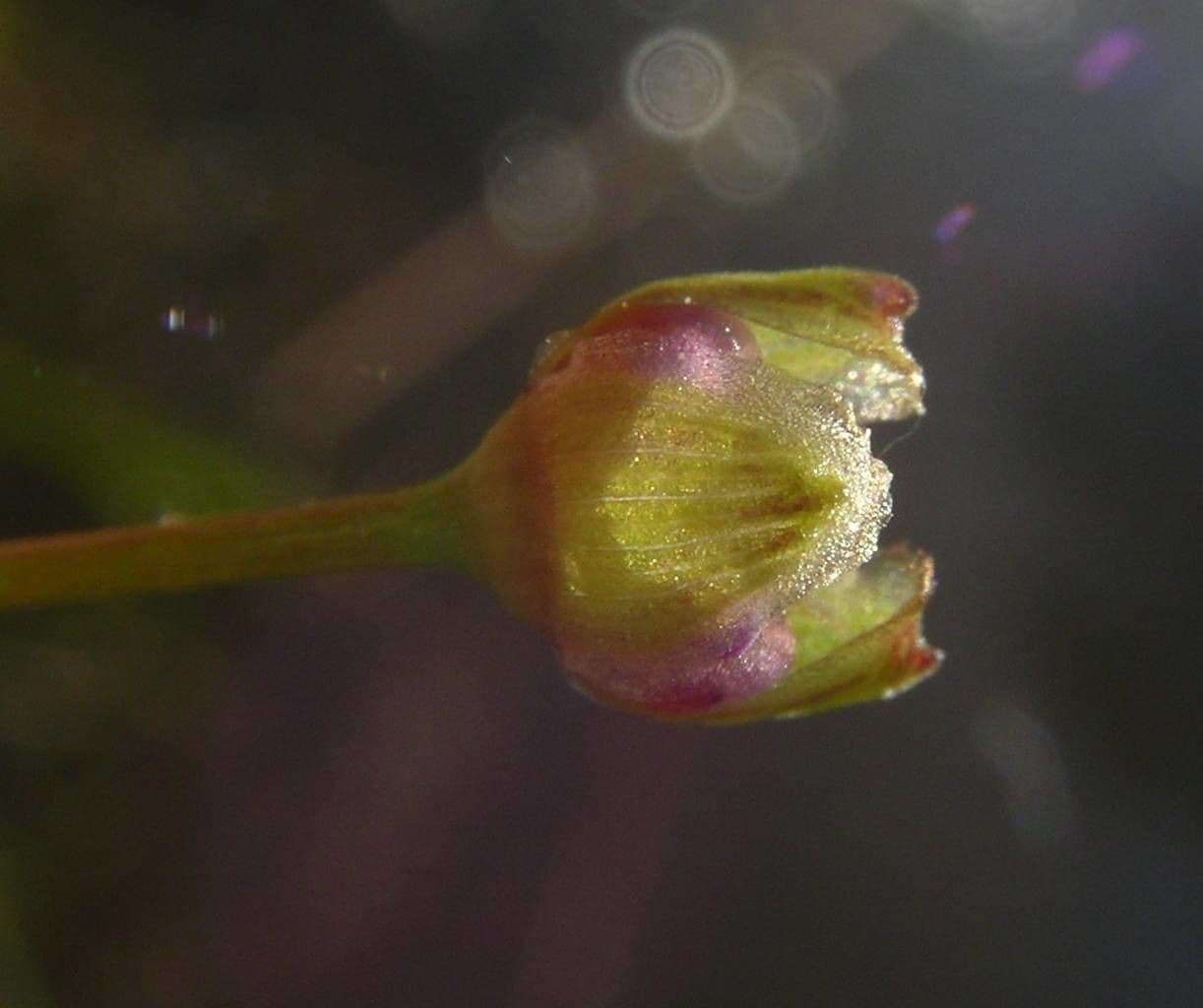 Alisma lancéolé 3