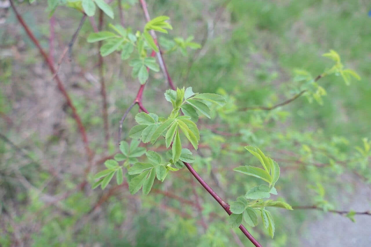 Büschelrose