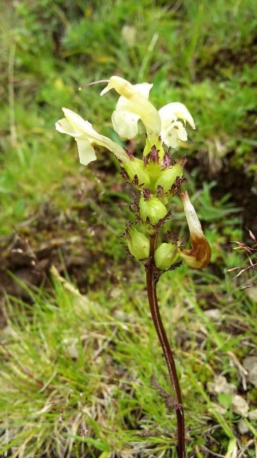 Pedicularis tuberosa