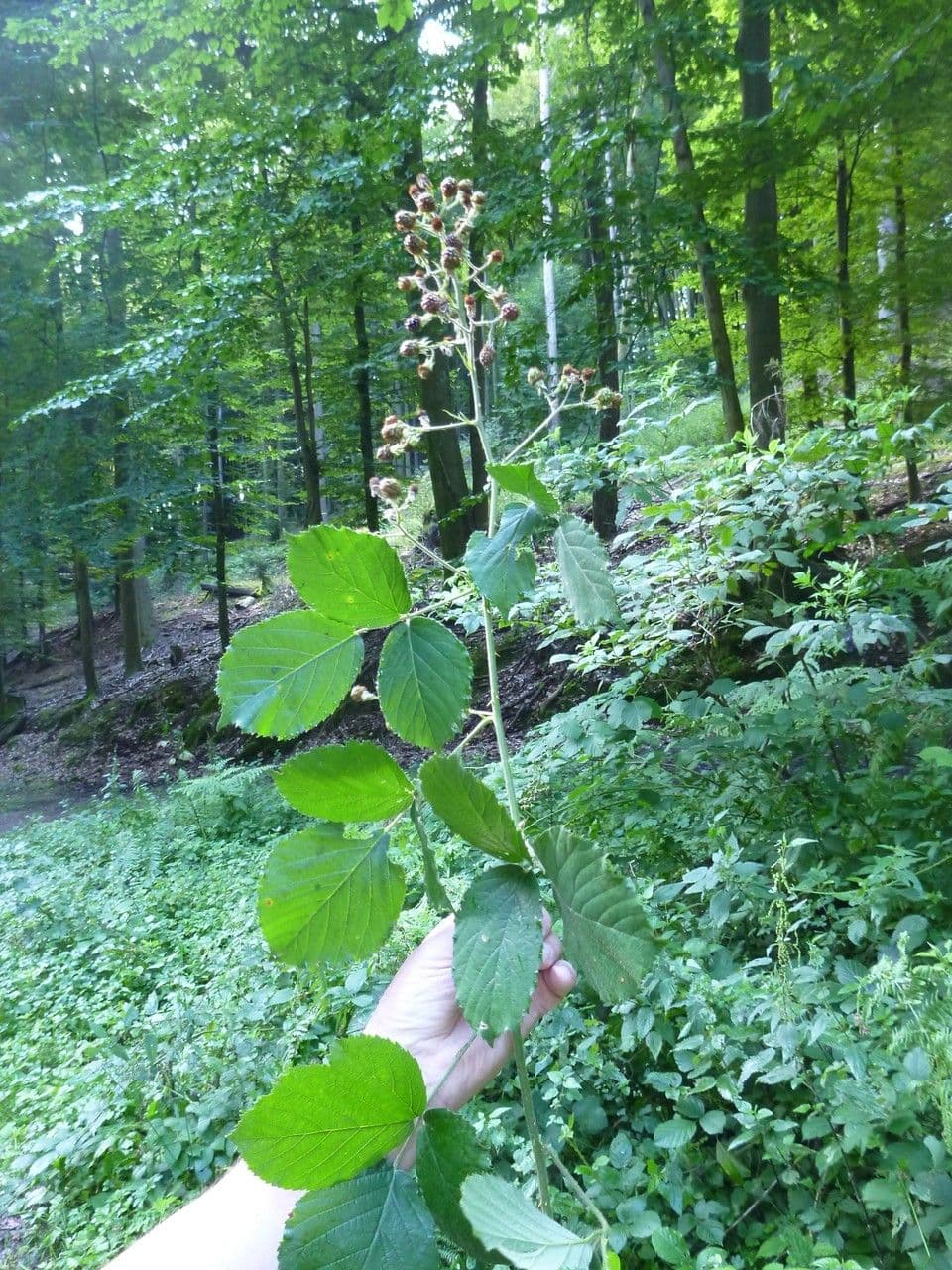Großährige Brombeere 9