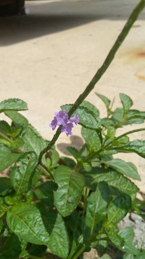 Stachytarpheta indická 2