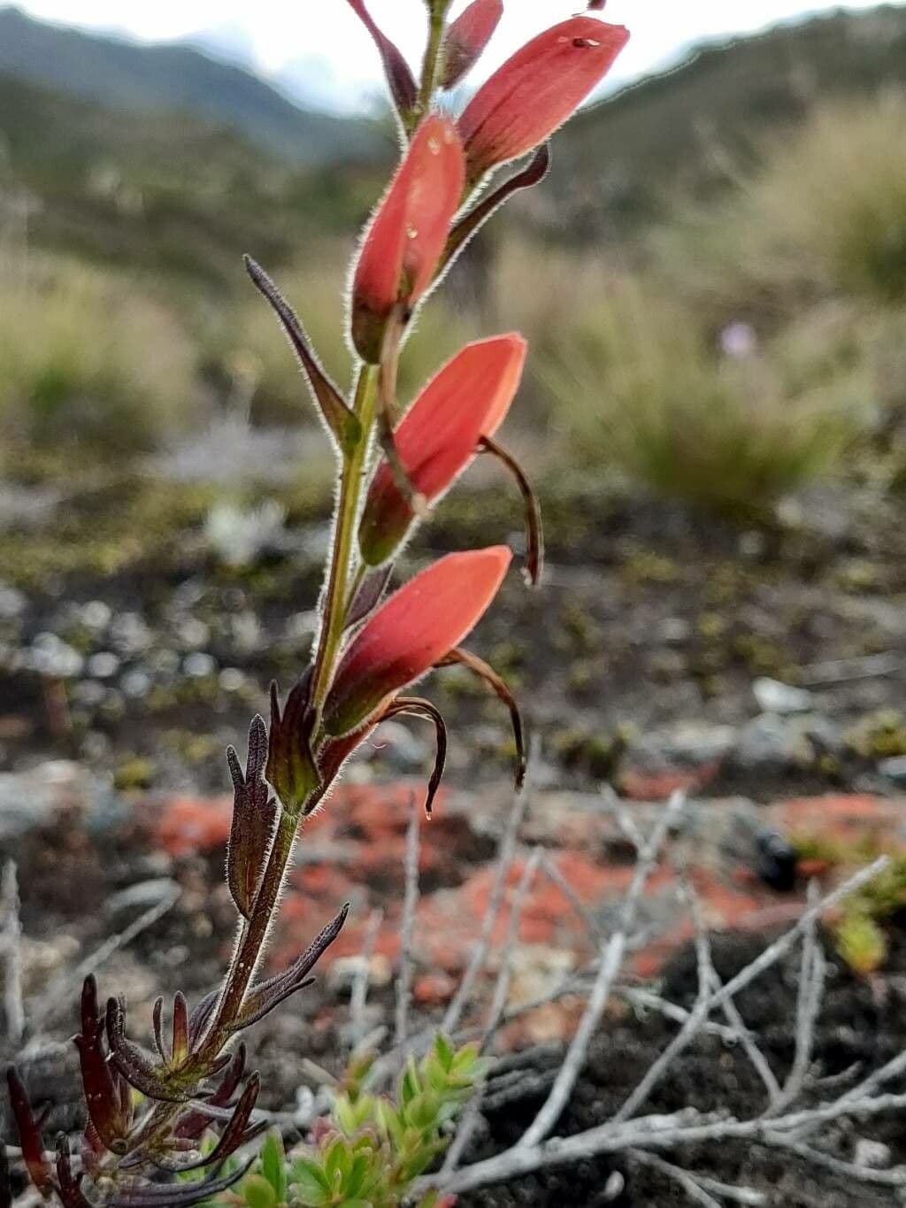 Castilleja 4