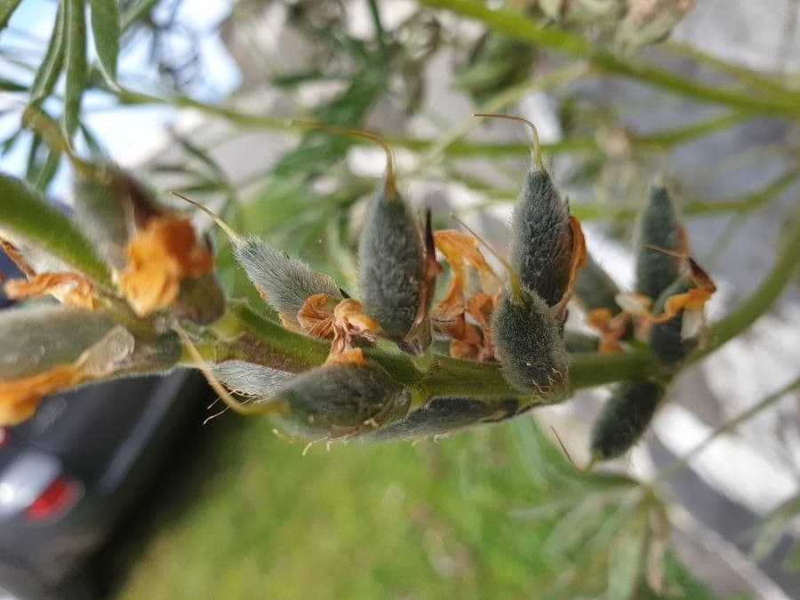 Gelbe Lupine 4