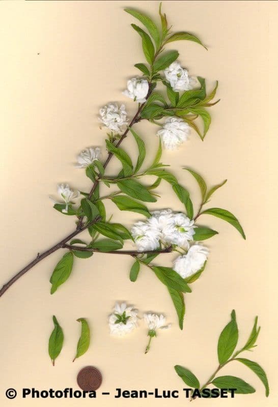 Pflaumenblättrige Spiere 13