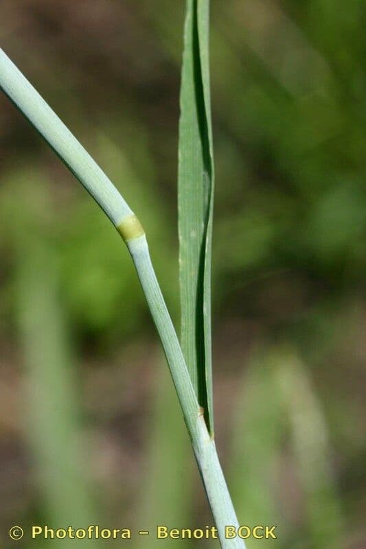 Marsh foxtail 21