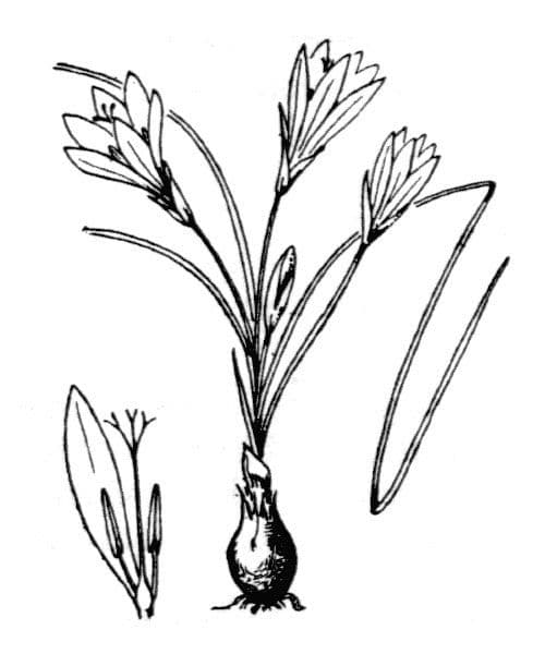 Romulea bulbocodium 25