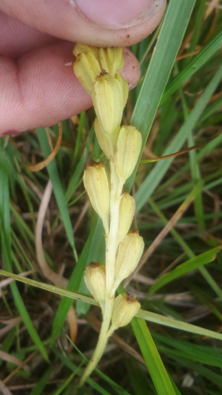 Liparide 5