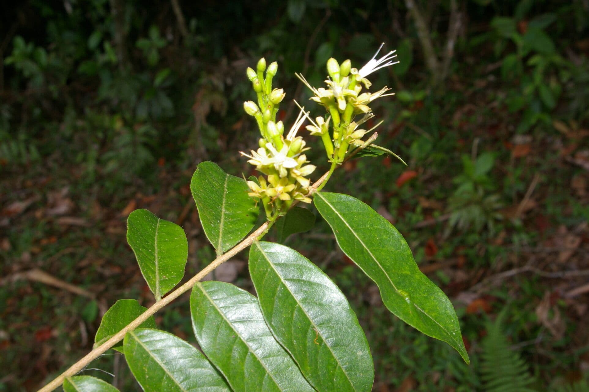 Hirtella 3