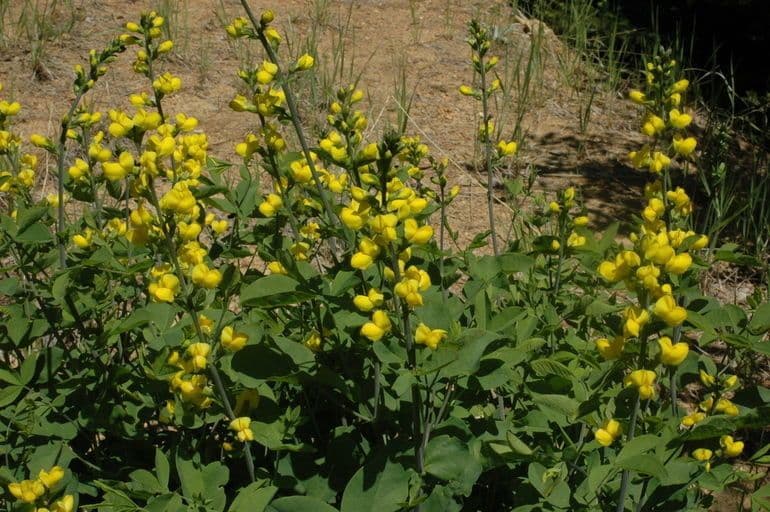 Thermopsis štíhlá
