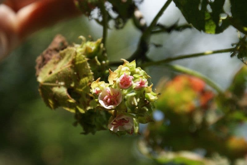 Dombeya 6