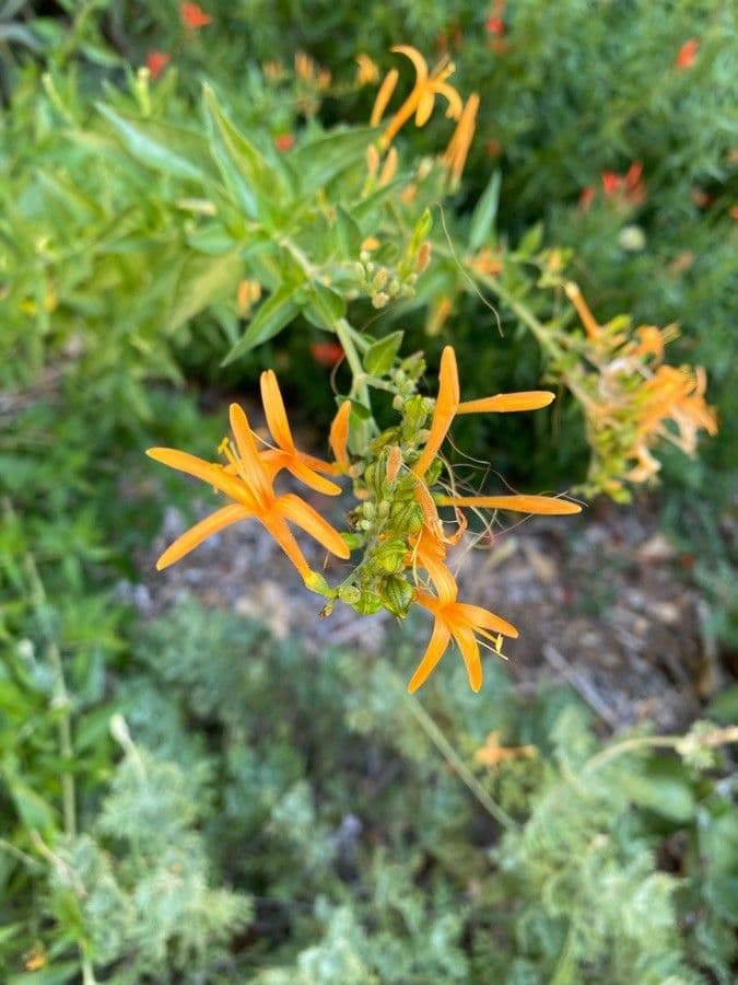 Anisacanthus 5