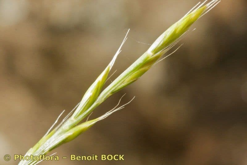Festuca di Lachenal 21