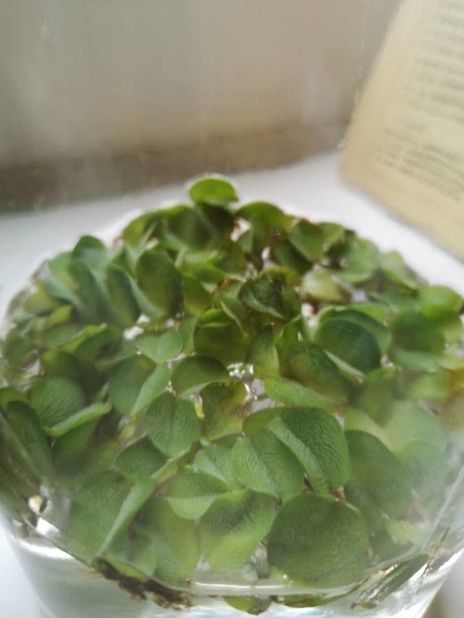 Salvinia natans 12