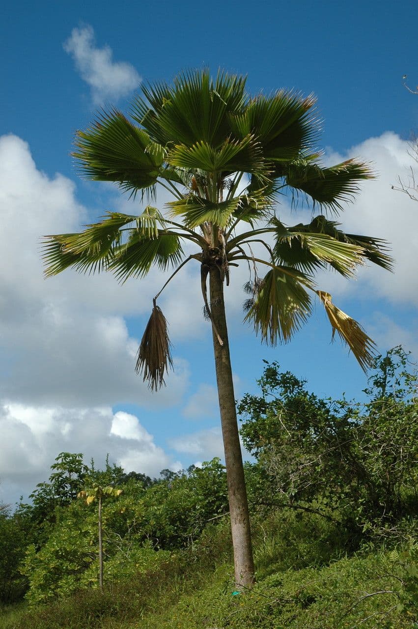 Pritchardia 2