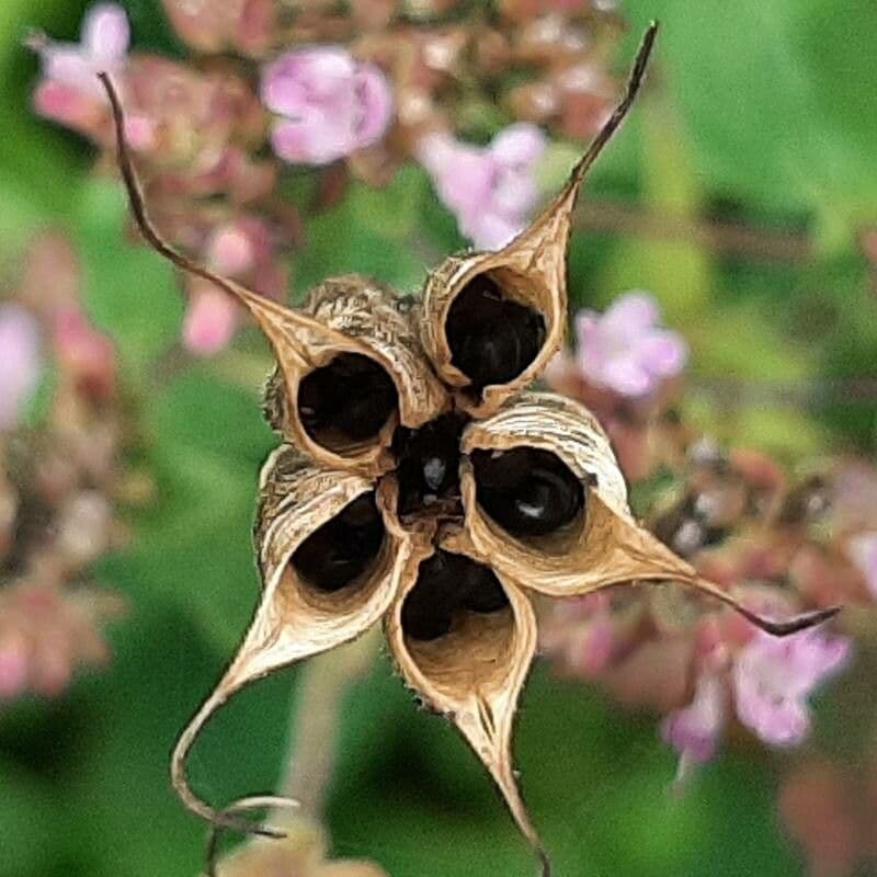 Aquilegia comune