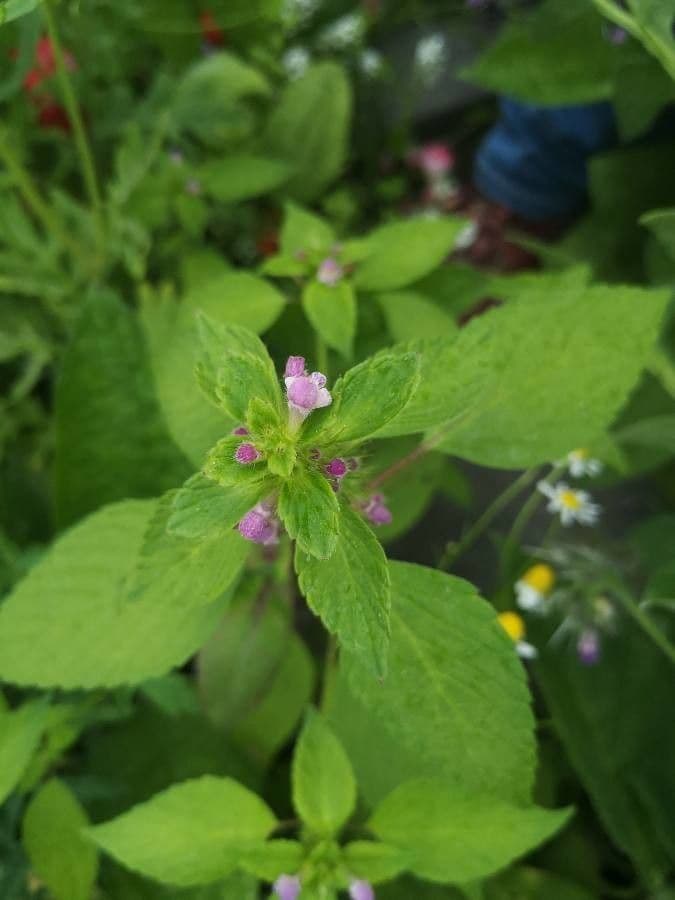 Canapetta bifida 7